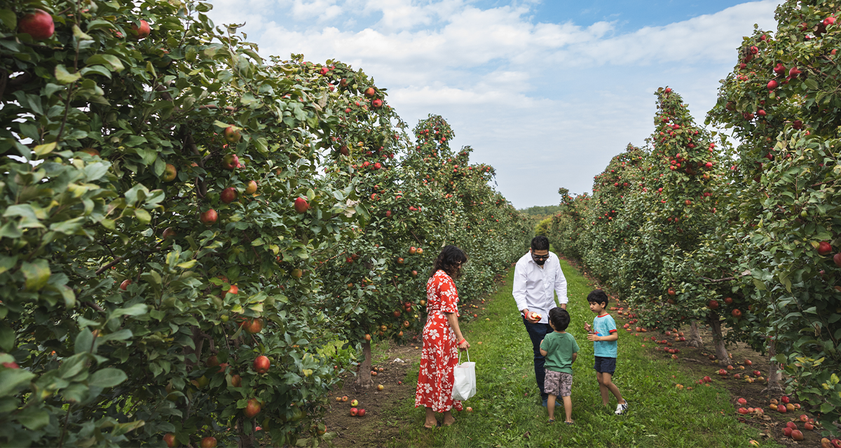 A family of four picking apples at Ferguson's Orchards 