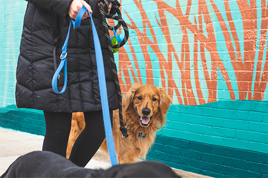 A golden retriever walking in front of one of the murals in downtown Eau Claire 