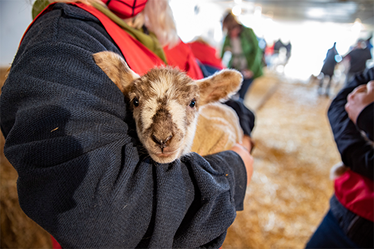 Someone holding a baby lamb at Govin's Farm 