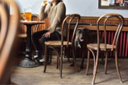 Person enjoying a pint of beer with a dog by their side 