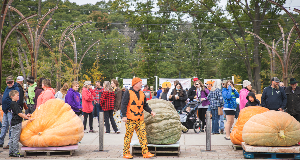 Attendees and big pumpkins at River Prairie's Ginormous Pumpkin Festival 