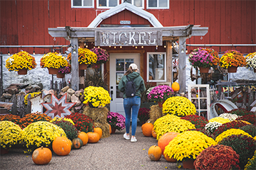 The exterior of the Osseo Nickel Barn with mums surrounding it 