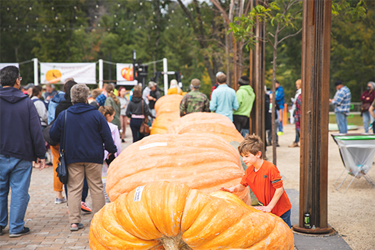Giant pumpkins and people walking around at River Prairie during the Ginormous Pumpkin Festival 